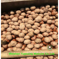 Wholesale Chinese Walnut Kernels Pieces(LP) Light color